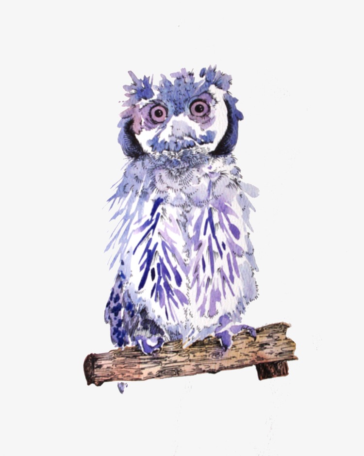 owl